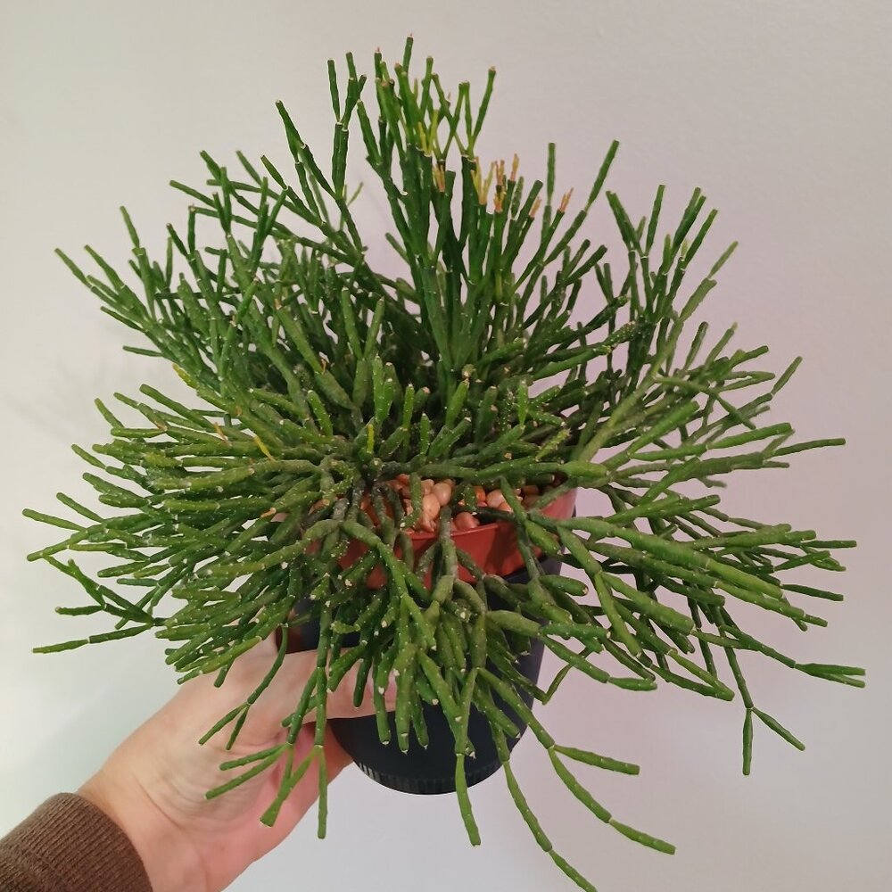 Rhipsalis Salicornioides